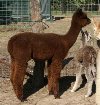 2006 Female Cria